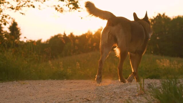 LENS FLARE, DOF: Shepherd dog strides along gravel road in golden sunset light. Obedient and trained mixed breed doggy is walking off leash through countryside on a beautiful sunny day in autumn.
