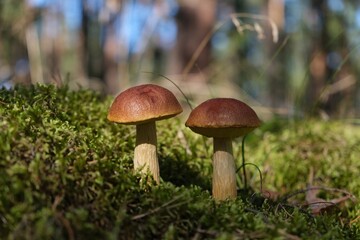 Close up of two mushrooms Aureoboletus projectellus, bolete fungus. Found in North America, and recently in Europe.