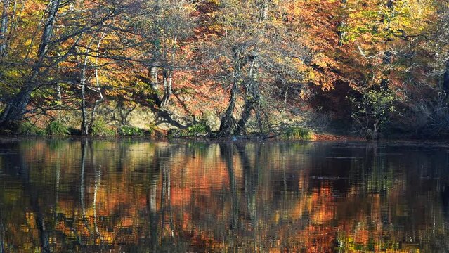Autumn view of trees reflection on the water. Exotic and moody scene in Yedigoller Lake District, Turkey at peak of fall season with multicolor leaves Mainly orange and yellow. Great as background
