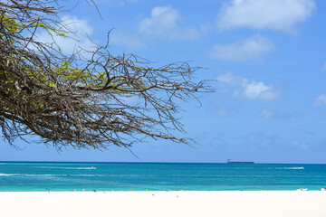 Aruba, Caribbean island. A view on the blue sea, white sand and Divi-divi tree .