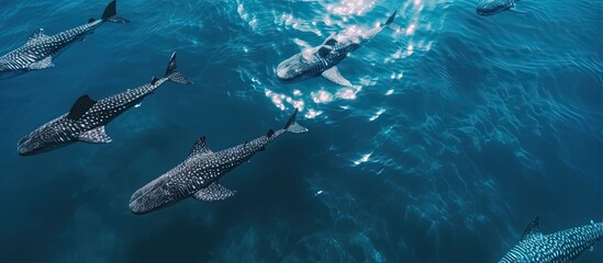 Aerial drone captures Whalesharks in Cebu s ocean