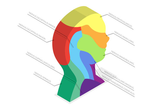 3D Isometric Flat  Conceptual Illustration of Sensory Nerves , Sensations of the Face, Scalp and Neck