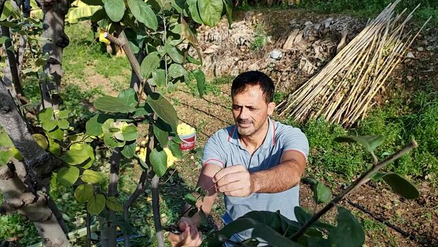 Man cuts off branches of tree with help of special garden tongs, cleaning fruit tree from sick and damaged branches, view from above.