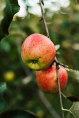 A red apple on a branch in the garden. Growing apples. Autumn day outside