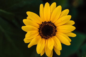 Sunflower blooms, blue sky. Decorative sunflower. Production of sunflower oil
