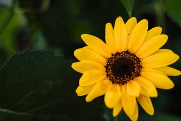 Sunflower blooms, blue sky. Decorative sunflower. Production of sunflower oil