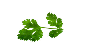 fresh parsley isolated on a transparent background, PNG