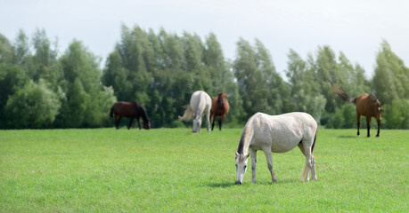 Obraz premium Horse herd grazing in pasture. Horses are free. Landscape, pasture. Sunlight. Summer pasture. Banner. Outdoors. Close-up