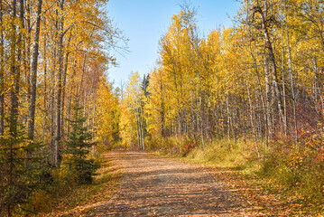 Country road through beautiful aspen forest with autumn leaf colors