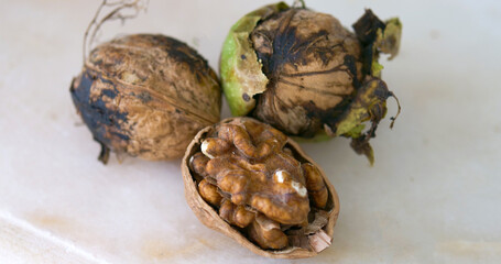 Close-up of newly harvested semi-dried walnuts with green shells,