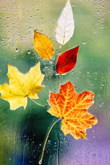 Colorful autumn on rainy window