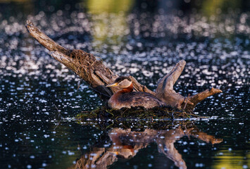 Red-necked Grebe Nesting