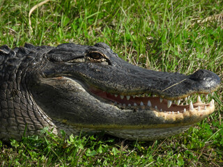 Alligator with a toothy grin in Lake Apopka Wildlife Refuge in Florida