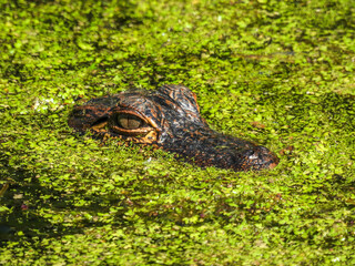 Juvenile alligator floating on a patch of duckweed in Lake Apopka