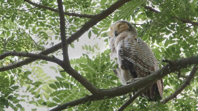 spotted wood owl mother sleeping in treetop with eyes closed