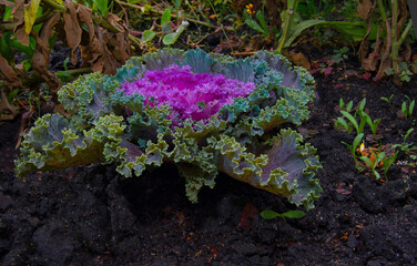 decorative green pink yellow torquise leaf lettuce