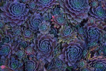 many rosettes violet blue and green Sempervivum resembling fractals ( houseleeks or liveforever )