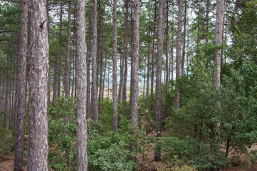 Fototapeta premium Pine forest in summer