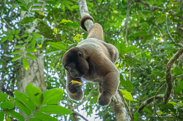 Woolly Monkey in the Amazon Rainforest, Peru.