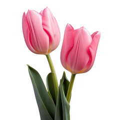 Pink tulips in full bloom, isolated on transparent white background