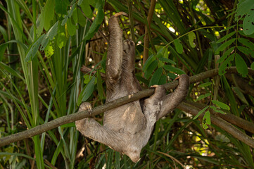 Three Toed Sloth in the Amazon, Peru.