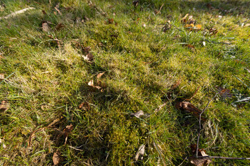 green grass in the spring season in the park