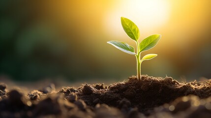 A flourishing green plant growing in fertile soil, isolated against a beautifully blurred backdrop with warm lighting. Ideal for backgrounds related to investment, business, and solitude.