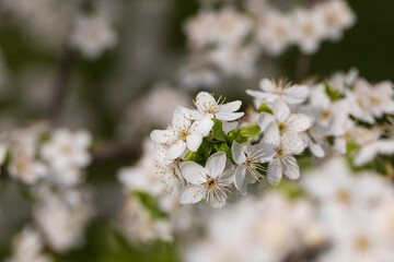 cherry blossoms in the orchard in spring