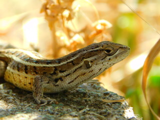 Liolaemus tenuis famale