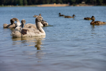 the younger generation swans in the summer season