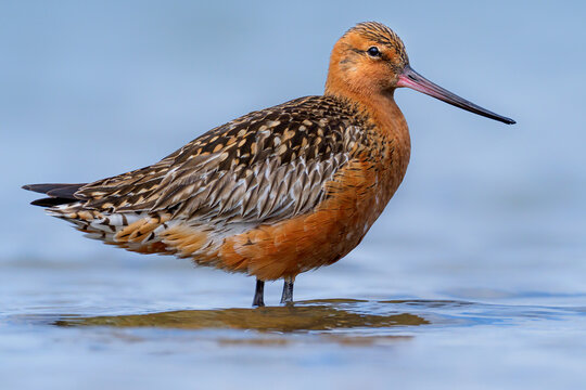 Black tailed godwit standing in water