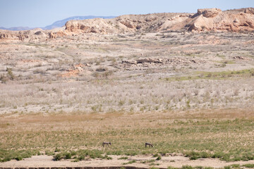 Fototapeta na wymiar Two wild burros in the desert