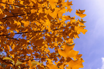 beautiful tulip tree foliage with bright yellow foliage