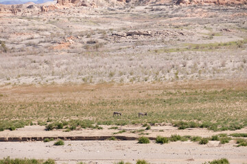 Two wild burros in the desert