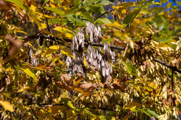 autumn changes on ash trees on a sunny day