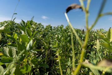 a field with green bean sprouts in the summer
