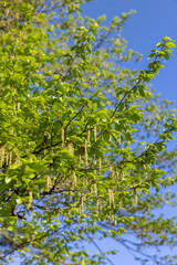 Fototapeta premium green foliage on hornbeam tree in spring bloom