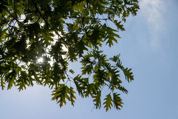 oak with green foliage in the spring season