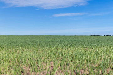 Fototapeta na wymiar green wheat in the field in sunny weather