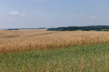 rye field with grain harvest on hot summer days