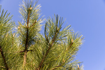 long pine needles in the spring season, close-up of pine