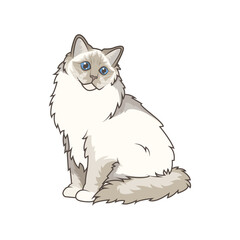 Discover adorable Ragdoll kittens in various charming poses. These high-quality illustrations exude cuteness, perfect for pet-related designs.