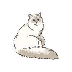 Discover adorable Ragdoll kittens in various charming poses. These high-quality illustrations exude cuteness, perfect for pet-related designs.