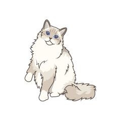 Discover adorable Ragdoll kittens in various charming poses. These high-quality illustrations exude cuteness, perfect for pet-related designs.