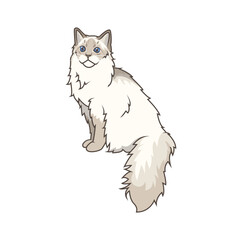 Discover adorable Ragdoll kittens in various charming poses. These high-quality illustrations exude cuteness, perfect for pet-related designs.