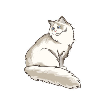 Discover adorable Ragdoll kittens in various charming poses. These high-quality illustrations exude cuteness, perfect for pet-related designs.