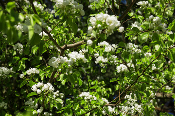 Naklejka premium a branch of a flowering pear with green foliage
