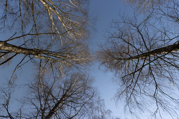 leafless deciduous trees in the spring season