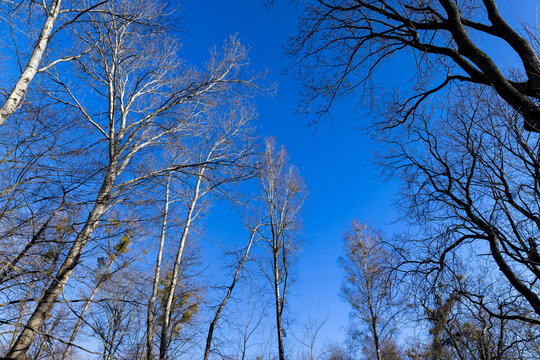 deciduous trees in the park in the early spring season