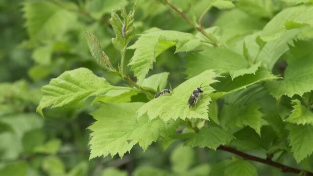 Young alfalfa leaf cutter bee on a green leaf.